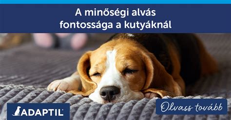 Mentális és fizikai stimuláció fontossága kutyáknál