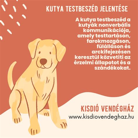 A gazda testbeszédének szerepe a kutya kommunikációjában