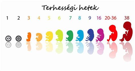 A magzat fejlődése hétről hétre