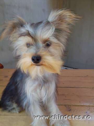 Yorkshire terrier kölyök