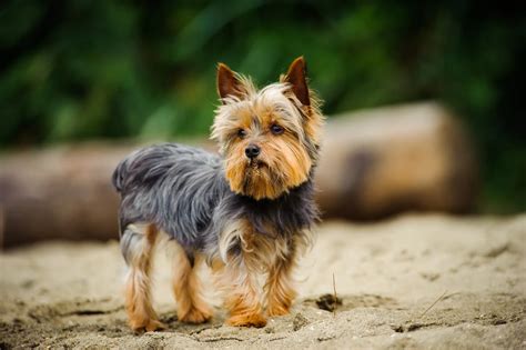 Yorkshire terrier fajtaleírás