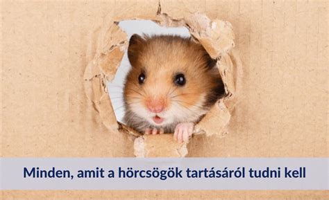 Hörcsög tisztálkodik