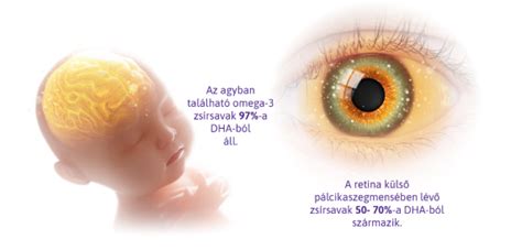 A baba agyának fejlődését szemléltető infografika