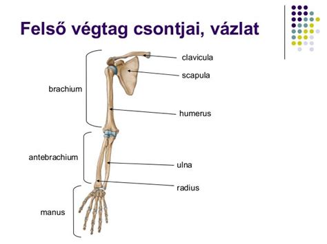 emberi kar csontváza