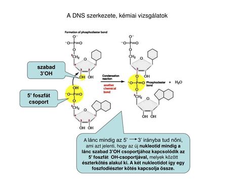 A kolin molekuláris szerkezete