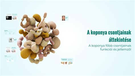 A koponya csontjainak fejlődése