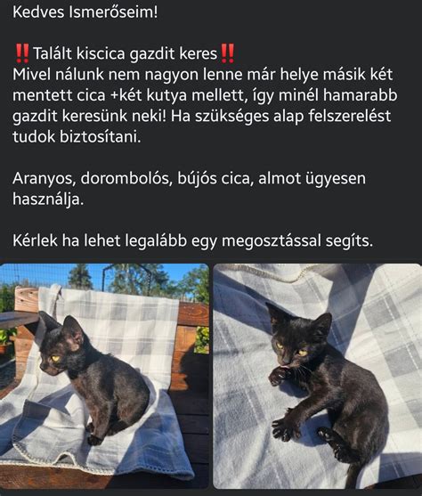 Cica etetéséhez szükséges eszközök