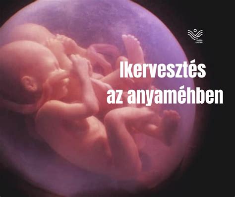 Ikerbabák egymást simogatják az anyaméhben ultrahangfelvételen