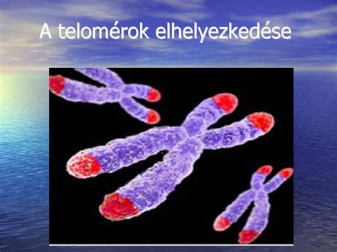 Kromoszómák ábrája