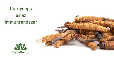Táblázat a Cordyceps lehetséges mellékhatásaival és gyakoriságukkal