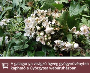 Aranyvesszőfű virágos hajtása