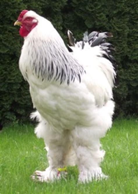 Brahma kakas testfelépítése