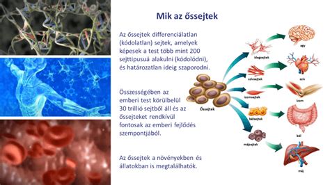 Őssejt kutatás