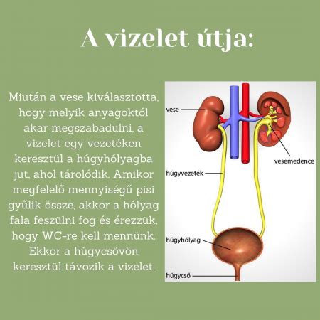 A policisztás vese ultrahangképe gyermekeknél