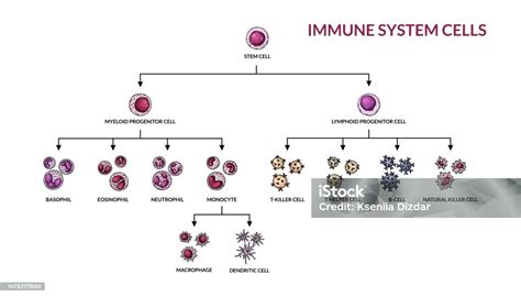 Immunrendszer sejtjei