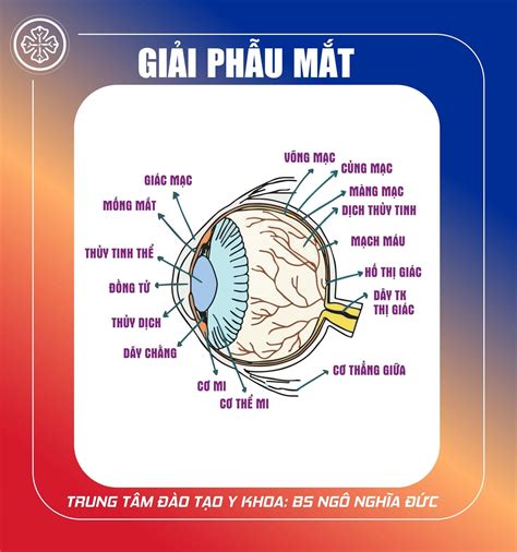 A végbél giải phẫu