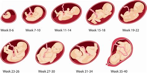 Magzat méretei a 28. héten összehasonlítva egy kabocha tökkel