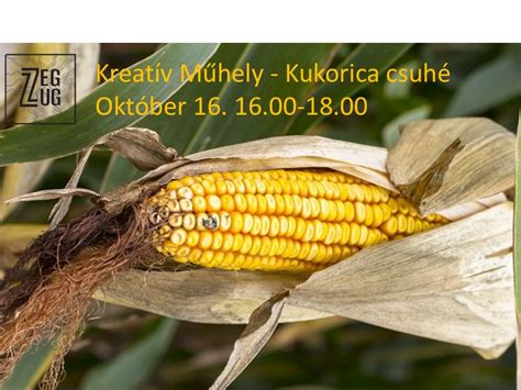 Kiszárított kukoricacsuhé kötegek