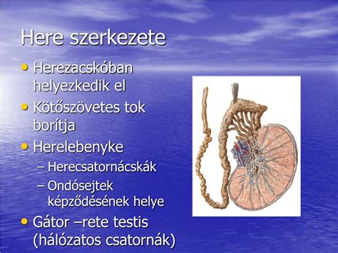 Emberi petesejt szerkezete és érése