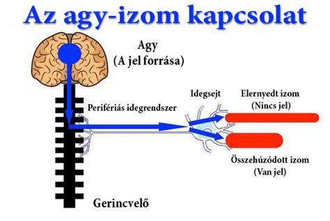 Agy és test kapcsolata