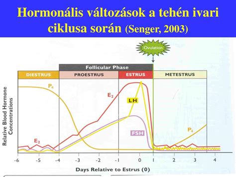 A kutya szabályos ivari ciklusa és hormonális változásai