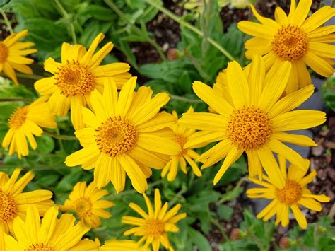 Arnica montana virág