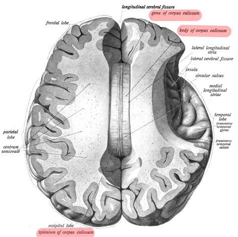 Agykéregtest (Corpus Callosum) anatómiai rajza