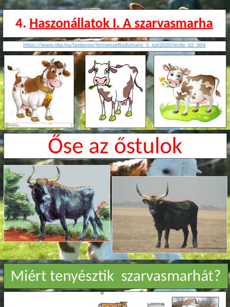 A szarvasmarha hasznosítási módjai