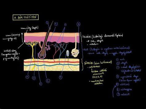 A csecsemő bőrének rétegei és funkciói
