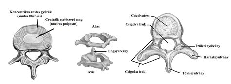 A gerinc anatómiája és a törzsizmok elhelyezkedése