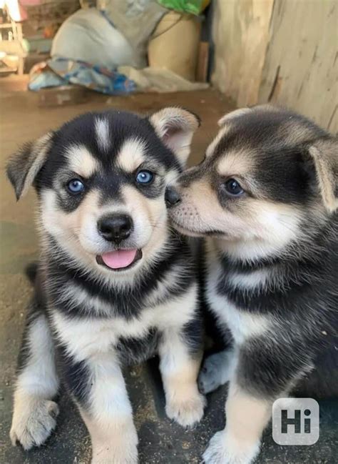 újszülött szibériai husky kölykök egy kosárban