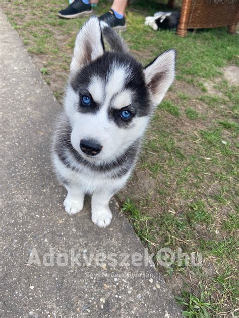 boldog husky kölyök a szabadban