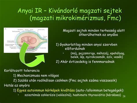 A magzati sejtek szerepe az anyai szervezet gyógyulási folyamataiban