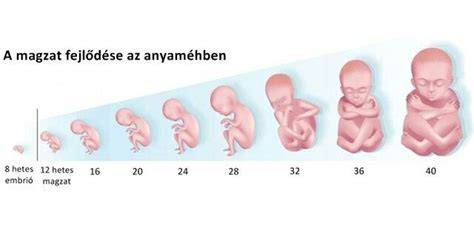A magzat érzékszerveinek fejlődése