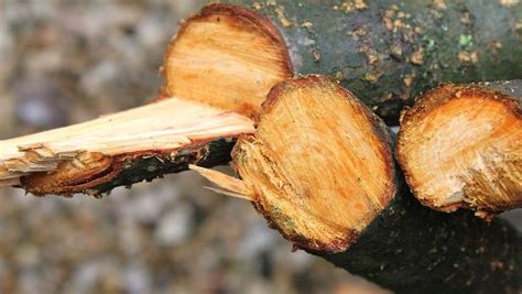 Gyümölcsfa metszés előtt és után