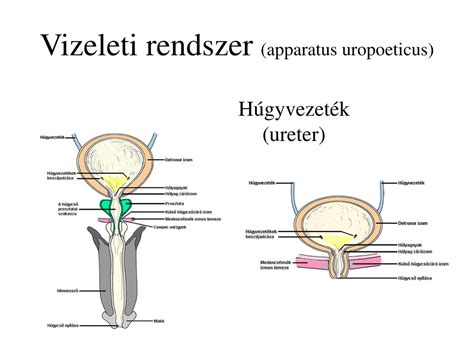 A férfi reproduktív rendszer anatómiája