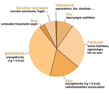 Tápanyagok szerepe az emberi szervezetben infografika