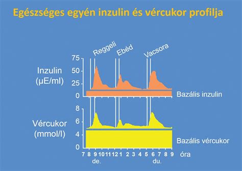 inzulin és vércukorszint