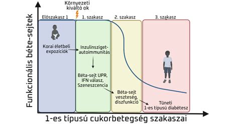 Az 1-es típusú diabétesz genetikai kockázata