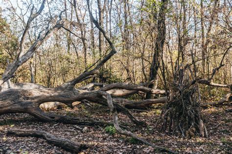 Illusztráció a Selyem-réti tanösvényen található lábasfákról