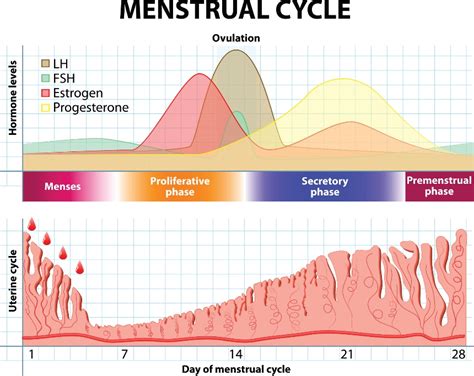 A menstruációs ciklus hormonális változásai