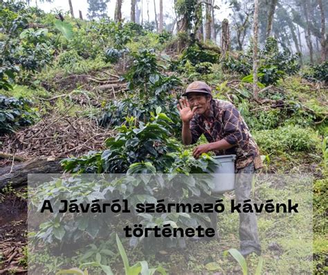 Jávai makákók együttműködés közben