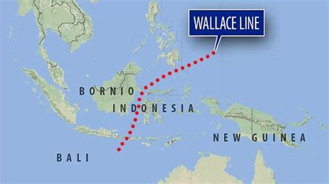A Wallace-vonal térképe, bemutatva Lombok elhelyezkedését