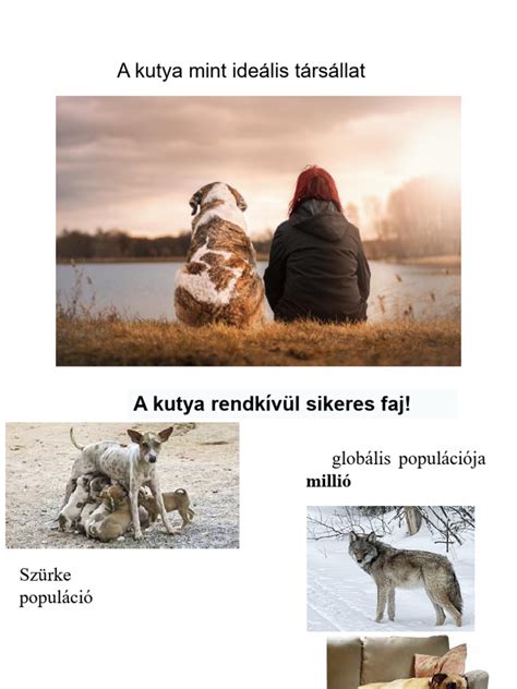 A kutya mint tükör: a gazda és kedvence viselkedési hasonlóságai