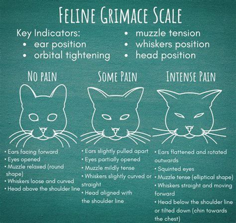 Macska a Feline Grimace Scale alapján