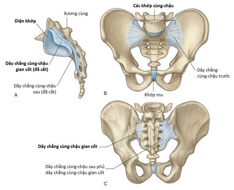 női giải phẫu vùng đáy chậu