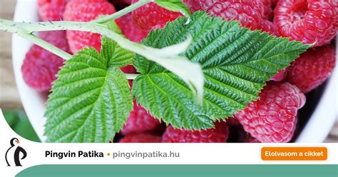 Málnalevél gyógyteaként