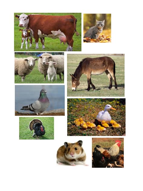 Háziállatok a gyermekirodalomban