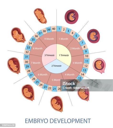 Terhességi hetek és utazás időpontja