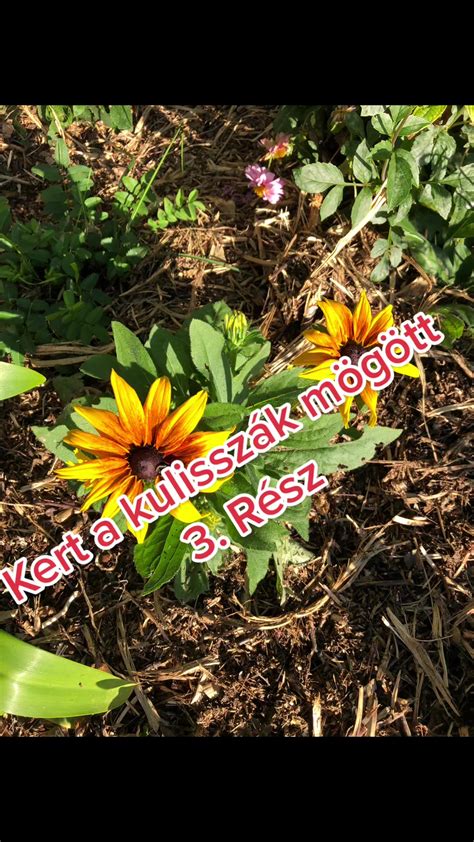 Gyermekek locsolnak növényeket a kertben